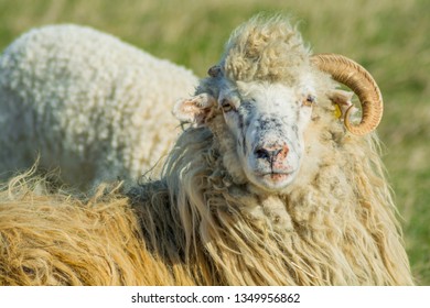 Female Sheep Big Horn One Horn Stock Photo (Edit Now) 1349956862