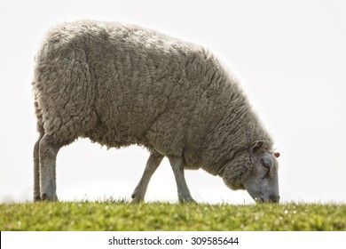 20,501 Female Sheep Images, Stock Photos & Vectors | Shutterstock