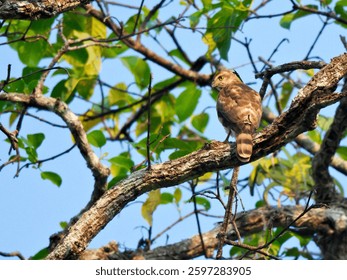 a female shikra is perched on a big branch, resting and keeping watch around it at kaeng krachan national park thailand