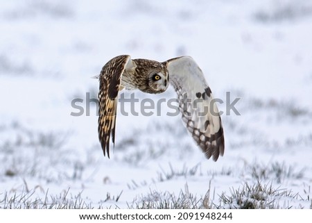 A female short eared owl flies low to the snow covered ground in winter in north Idaho.