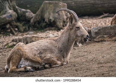 Female Siberian Ibex, Capra Sibirica