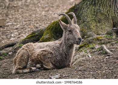 Female Siberian Ibex, Capra Sibirica