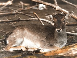 Female Sika Deer Or Cervus Nippon Pseudaxis, Also Known As Indochinese Sika Deer. A Female Deer Lies Down, Close-up Photo, A Female With Broken Antlers.