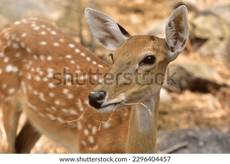 A female sika deer looking into the camera Cute wildlife concept. Brown deer