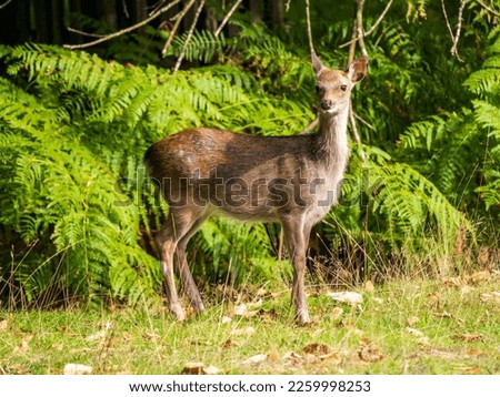 Female Sika Deer Standing by Ferns