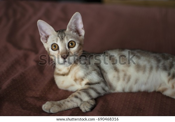 silver spotted tabby kittens