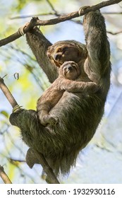 A Female Sloth With Her Cub Hangs On A Branch In The Costa Rica  Jungle