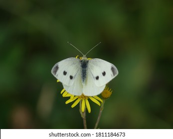 Female Small White Butterfly (Pieris  Rapae)