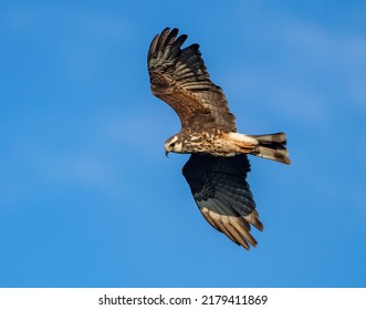 A Female Snail Kite With A Blue Sky Background Flies Over A Florida Marsh Seeking Snails