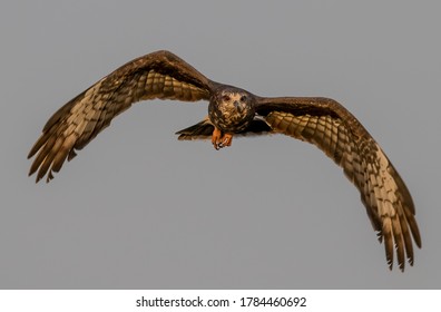 Female Snail Kite Flying In The Everglades