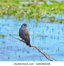 A Female Snail Kite On A Branch In The Everglades Looking For Lunch.