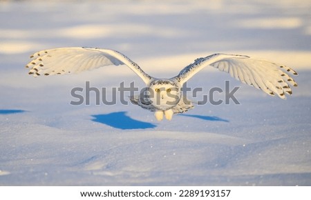 Female Snowy Owl flying low over farmer's field 