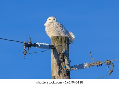 Female Snowy Owl On Hydro Pole