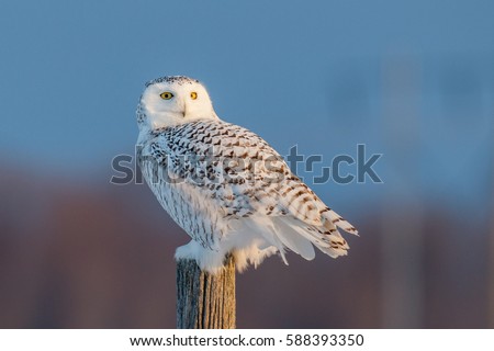 Female snowy owl stands on a post looking backward