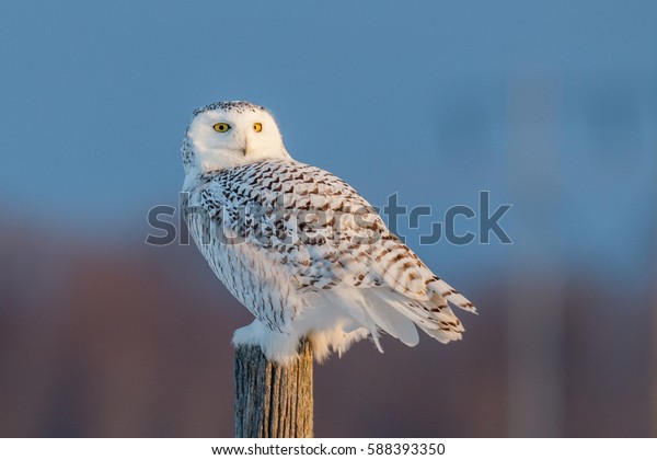 Female snowy
owl stands on a post looking
backward
