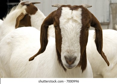 Female South African Boer Goat