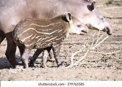 Female South American Tapir, Tapirus Terrestris, With A Baby