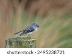 Female South Island Tomtit NZ