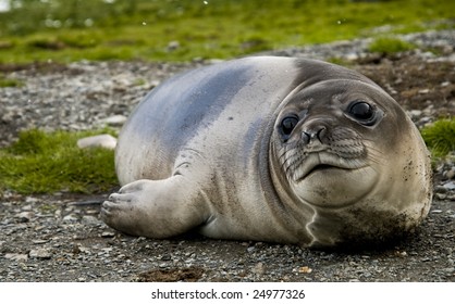 Female Southern Elephant Seal