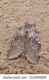 Female Specimen Of Lobster Moth At Rest On A Wall, Stauropus Fagi, Notodontidae