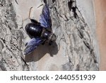 female specimen of violet carpenter bee on the bark of a domestic pine, Xylocopa violacea, Apidae