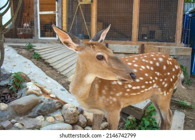Female spotted deer in the zoo in summer. Beautiful noble animal close-up. Interesting nature.