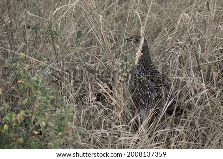 Female Spruce Grouse hiding in dry brown grass.  Bird is very well camouflaged.