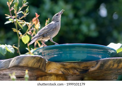 Female Starling, Sturnus Vulgaris, Drinking From A Garden Bird Bath. Garden Nature And UK Wildlife Image Of A Thirsty Bird Standing On A Bird Bath.