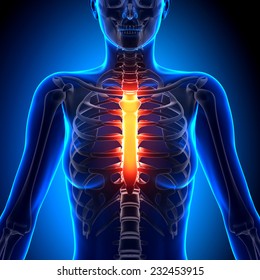 Sternum Images, Stock Photos & Vectors | Shutterstock