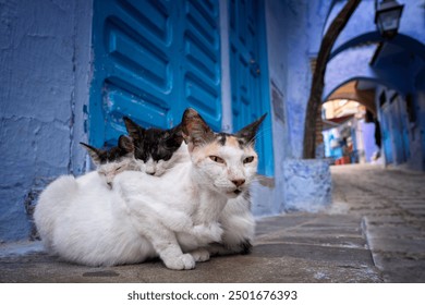 Female stray cat with two kittens on a Medina alley inside the blue city, Chefchaouen, Morocco. Moroccan cats. - Powered by Shutterstock