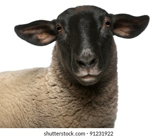 Female Suffolk sheep, Ovis aries, 2 years old, portrait in front of white background