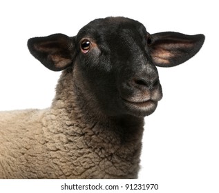 Female Suffolk sheep, Ovis aries, 2 years old, portrait in front of white background