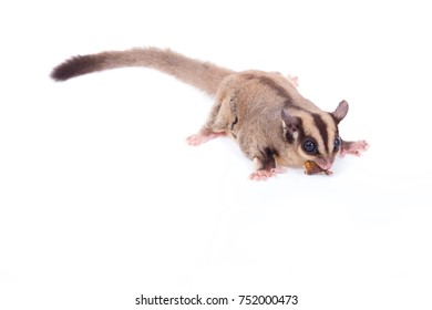 Female sugar glider eating roast insect on the floor isolate on white.