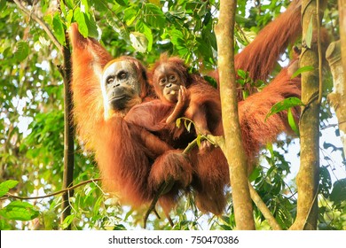 Female Sumatran orangutan with a baby hanging in the trees, Gunung Leuser National Park, Sumatra, Indonesia. Sumatran orangutan is endemic to the north of Sumatra and is critically endangered.