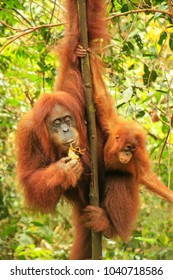 Female Sumatran orangutan with a baby sitting on a tree in Gunung Leuser National Park, Sumatra, Indonesia. Sumatran orangutan is endemic to the north of Sumatra and is critically endangered.