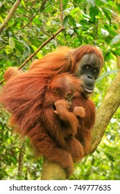 Female Sumatran orangutan with a baby sitting on a tree in Gunung Leuser National Park, Sumatra, Indonesia. Sumatran orangutan is endemic to the north of Sumatra and is critically endangered.