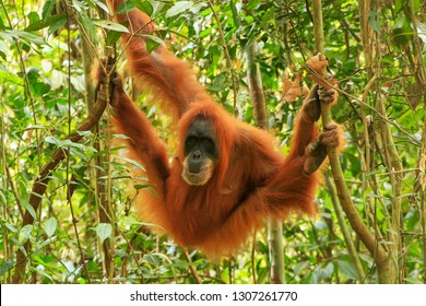 Female Sumatran orangutan (Pongo abelii) hanging in the trees, Gunung Leuser National Park, Sumatra, Indonesia. Sumatran orangutan is endemic to the north of Sumatra and is critically endangered.