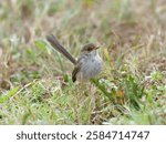 Female Superb Fairywren (Malurus cyaneus) on the ground surrounded by grass and weeds.