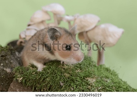 A female Syrian hamster is eating a mushroom that grows wild on the mossy ground. This rodent has the scientific name Mesocricetus auratus.