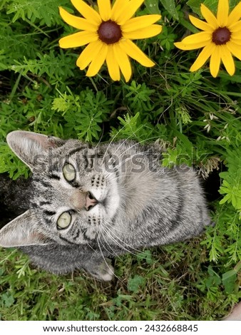 Female tabby cat with green eyes next to black eyed Susan flowers