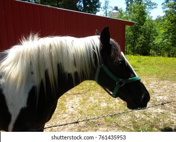 Female Tennessee Walking Horse