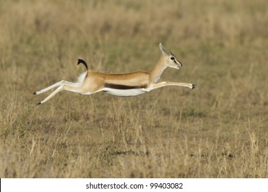 Gazelle Running Images Stock Photos Vectors Shutterstock