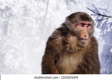 A female tibetan macaque monkey sitting agains a white snowy background at the top of Emei Shan/Emei Mountain in Sichuan province, China.