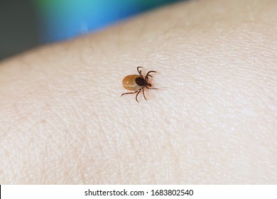 La Garrapata Femenina Ixodes Scapularis Se Foto De Stock Shutterstock