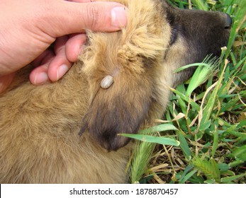 Female Tick.
Ticks On The Ear Of A Puppy
A Veterinarian Examining A Dog.
Veterinary Medicine, Parasitology.
Animals Diseases, Parasites, Parasite, Treatment.
Clinic Veterinary.
Vet, Animal