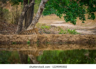 Female Tiger Cub Reflection Water Bandhavgarh Stock Photo 1229090302 ...