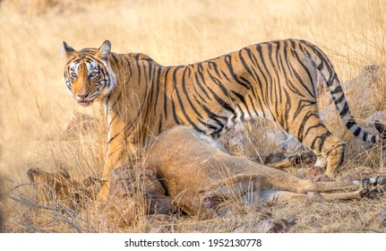 A Female Tiger With Her Barasingha Kill