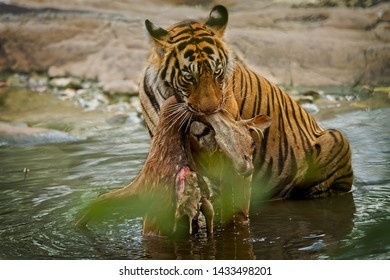 Female Tiger Noorie In Water With Deer Kill