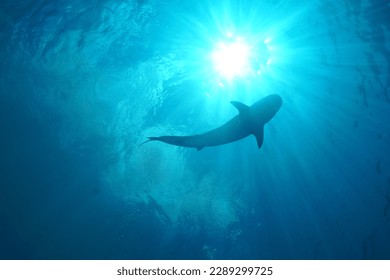 female tiger shark in fuvahmulah in the maldives during scuba diving and freediving