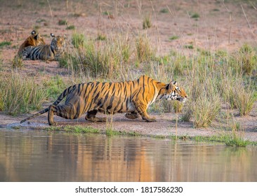 A Female Tiger Taking A Stance To Attack